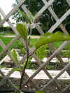 aubergine.JPG (309177 octets)