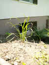 citronelle_debut.JPG (288346 octets)