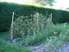 jardinfruits2.jpg (139590 octets)