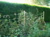 jardinfruits4.jpg (136154 octets)