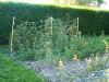 jardinfruits.jpg (141867 octets)