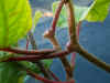 Dtail d'un kiwi auto-fertile.