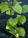 Kiwi auto-fertile.