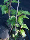 Kiwi femelle.