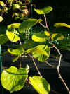 Kiwi mle.