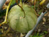 melon.JPG (104182 octets)