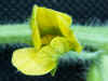 pastequefleur.jpg (53261 octets)