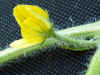 pastequefleurferme.jpg (75011 octets)