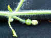 pastequefruit.jpg (108221 octets)