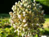 poireaufleur1.jpg (92142 octets)