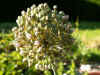 poireaufleur4.jpg (83396 octets)