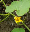 potiron_fleur.JPG (334671 octets)