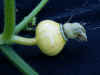 potironfruit.jpg (62177 octets)