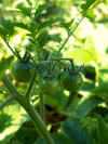 tomatefruitdetail.jpg (40788 octets)